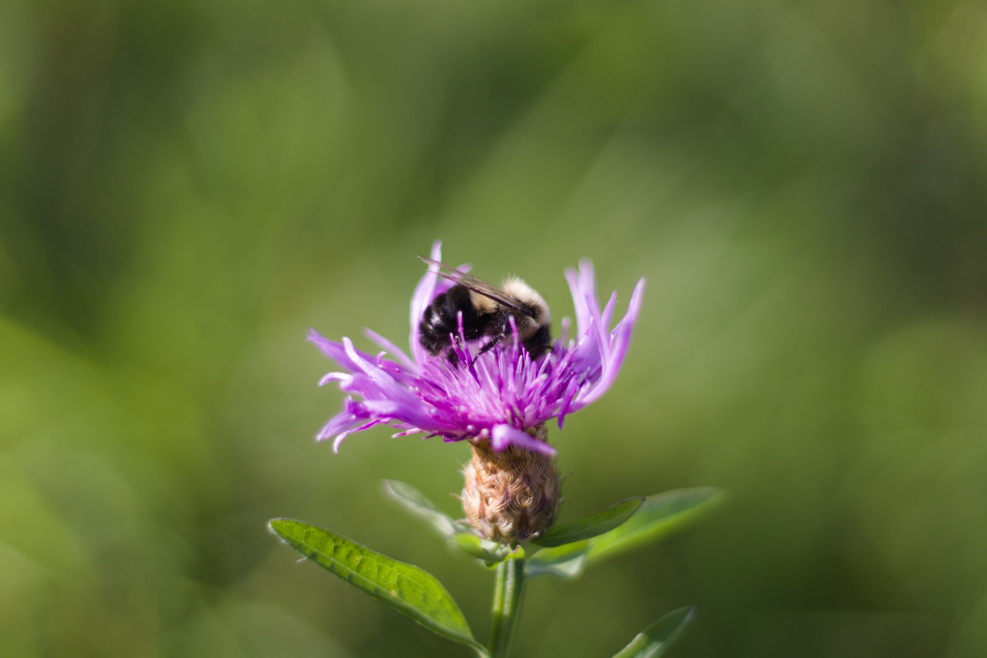 A bee resting on a purple flower against a softly focused green background.